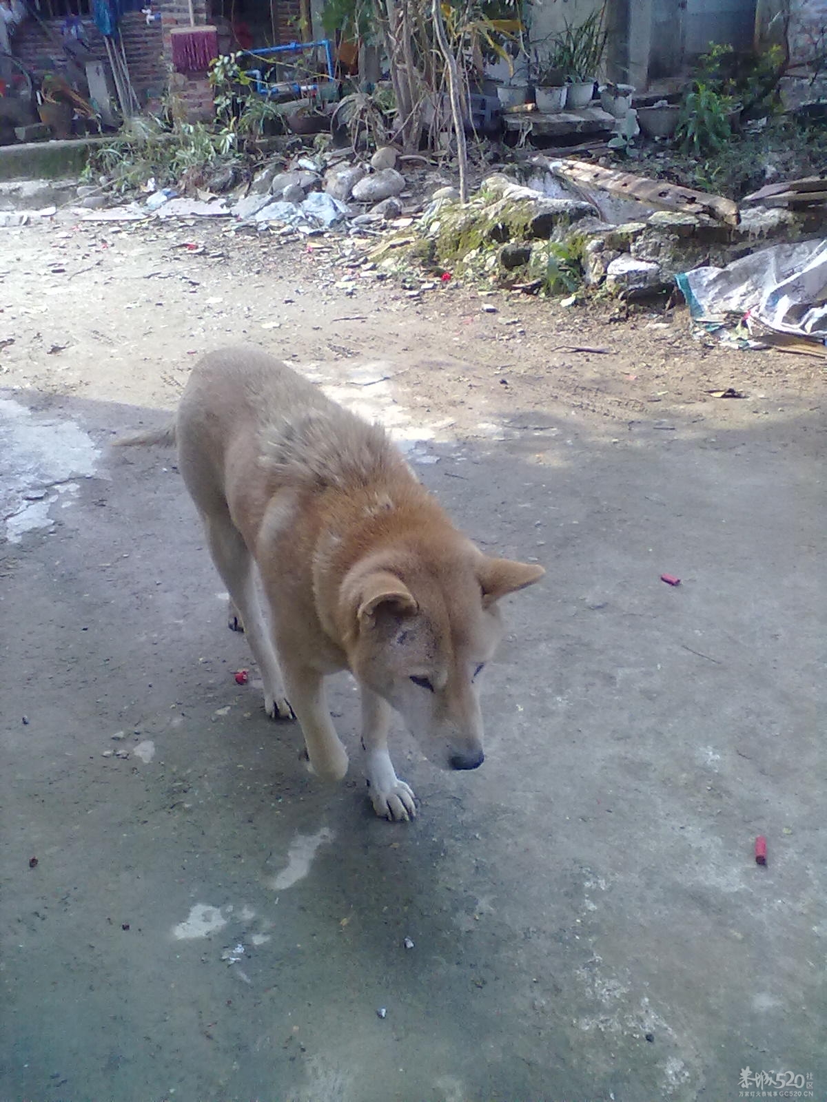 我家养了15年的老狗狗。666 / 作者:扯卵谈 / 帖子ID:9065