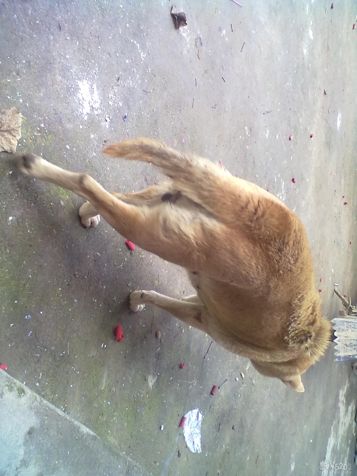 我家养了15年的老狗狗。983 / 作者:扯卵谈 / 帖子ID:9065