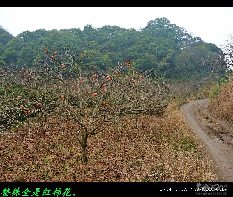 凤岩的百年老房子、老门楼、老石阶。64 / 作者:平安大叔 / 帖子ID:9073