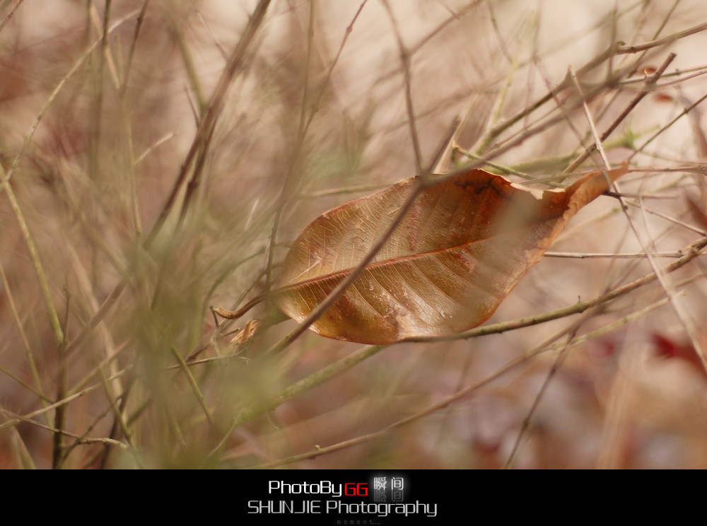 【PhotoBy GG、】 50mm · 随拍330 / 作者:小兔子 / 帖子ID:9155
