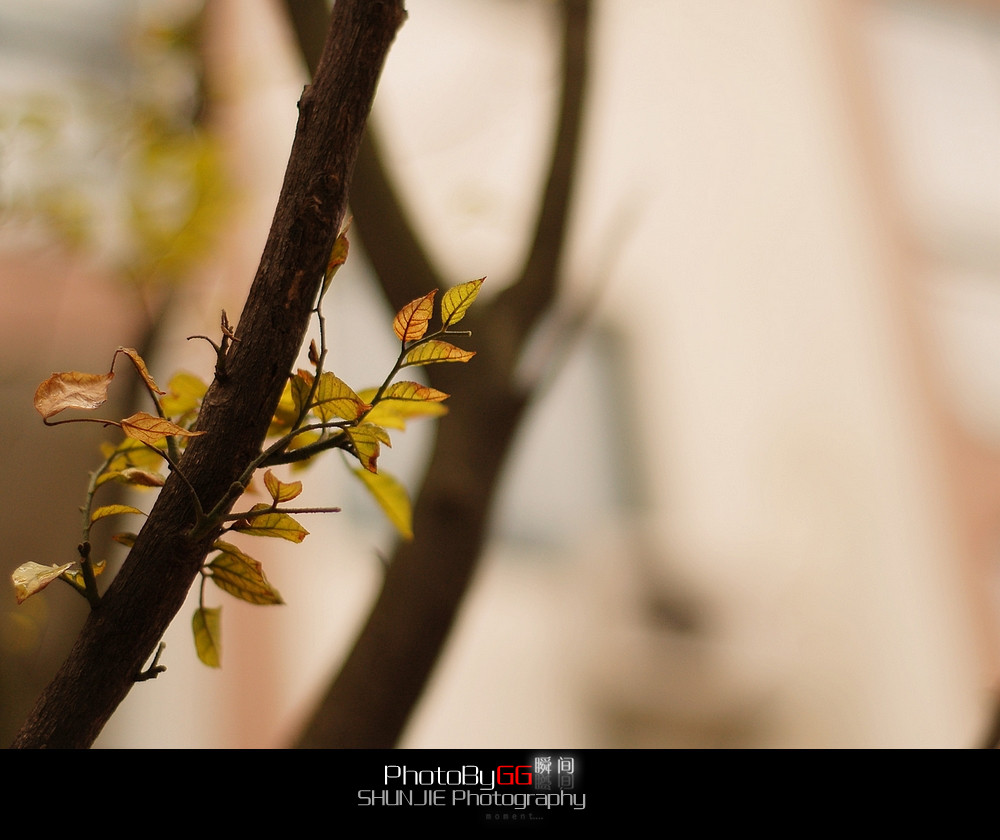 【PhotoBy GG、】 50mm · 随拍50 / 作者:小兔子 / 帖子ID:9155