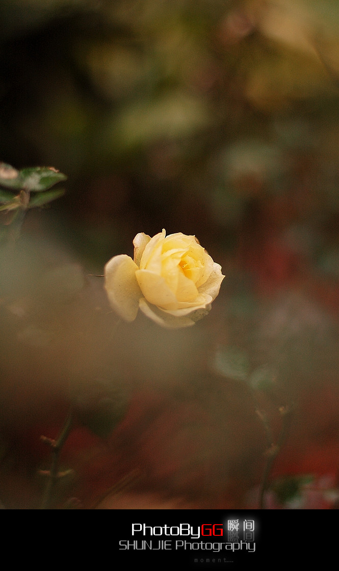【PhotoBy GG、】 50mm · 随拍749 / 作者:小兔子 / 帖子ID:9155