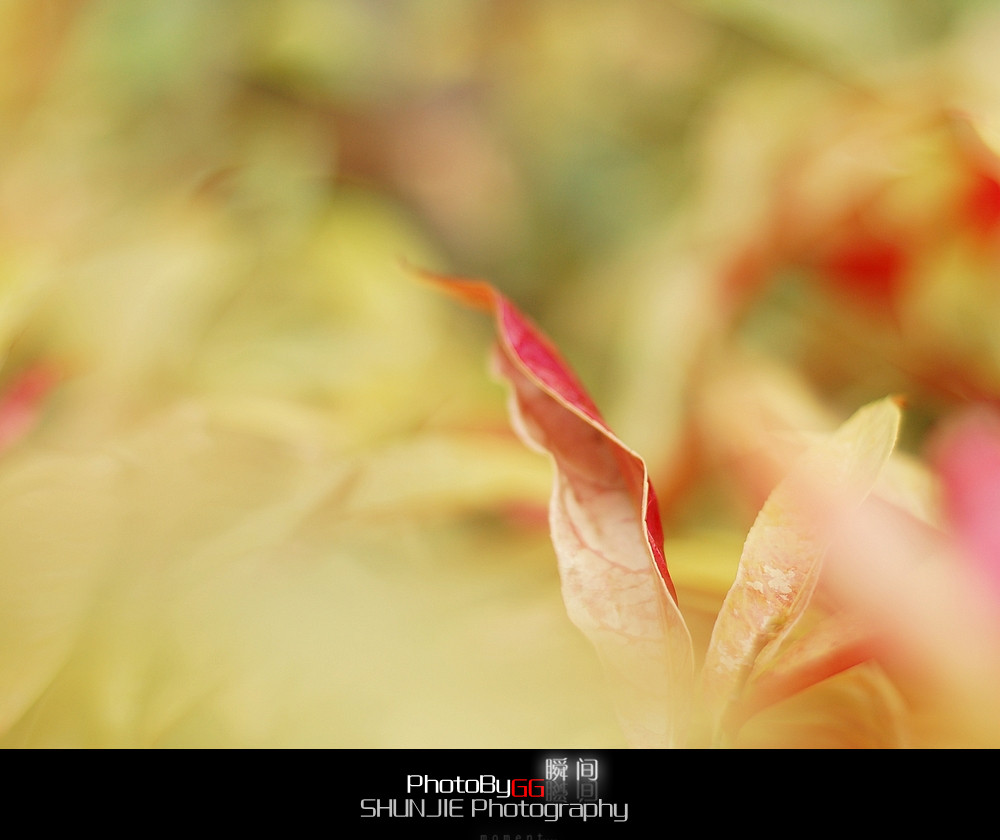 【PhotoBy GG、】 50mm · 随拍791 / 作者:小兔子 / 帖子ID:9155