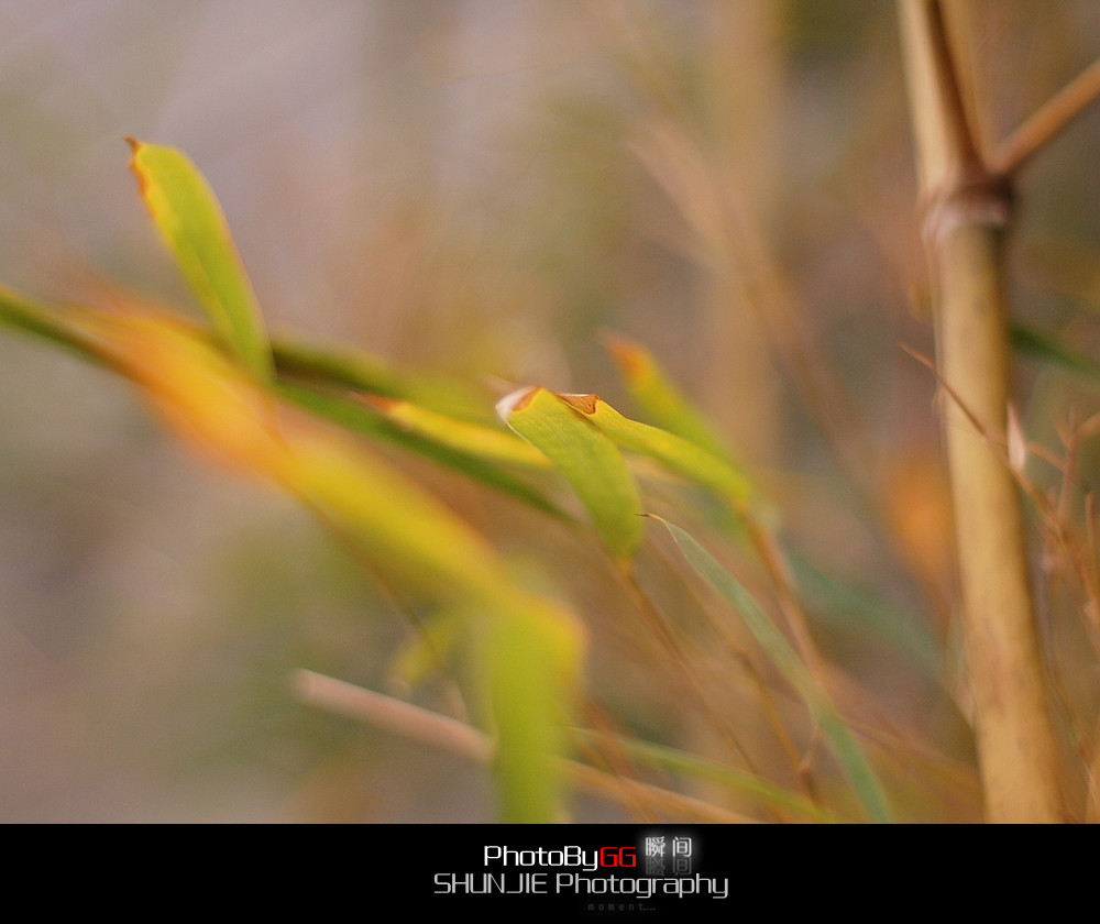 【PhotoBy GG、】 50mm · 随拍364 / 作者:小兔子 / 帖子ID:9155