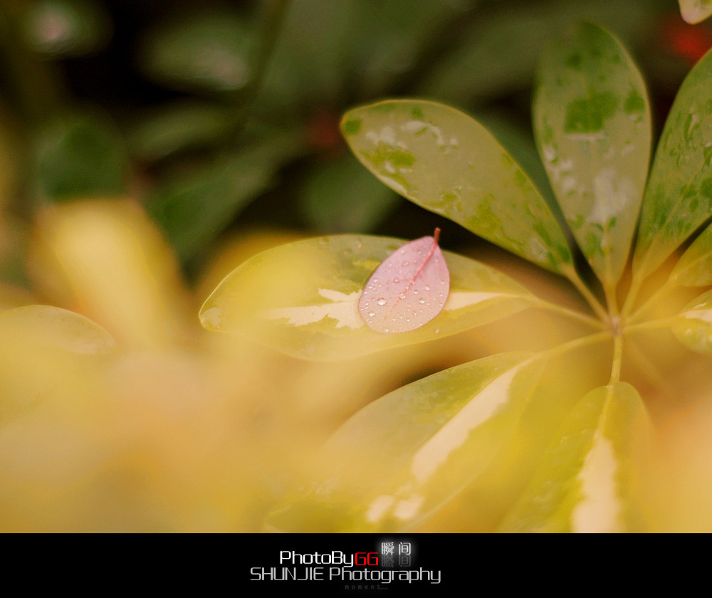 【PhotoBy GG、】 50mm · 随拍94 / 作者:小兔子 / 帖子ID:9155
