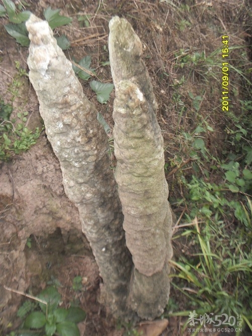 石头记1102 / 作者:Kiki / 帖子ID:9288