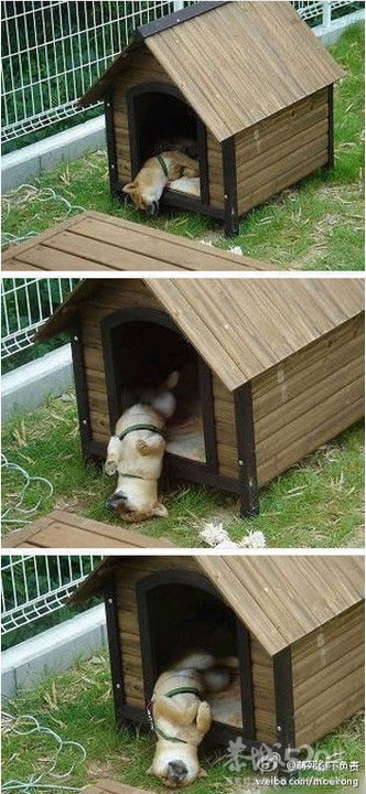 有一种生物，叫做睡货。650 / 作者:请叫我宅男先生 / 帖子ID:9349