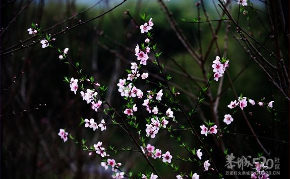 怀念-家乡的那一抹红…393 / 作者:我兜兜有糖 / 帖子ID:9488
