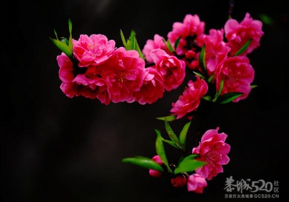 怀念-家乡的那一抹红…365 / 作者:我兜兜有糖 / 帖子ID:9488