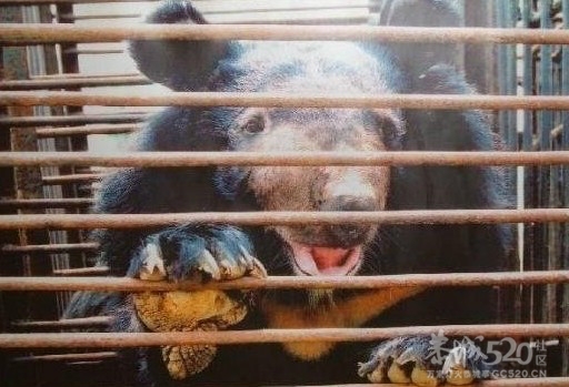 活熊取胆，恐怖（转贴）775 / 作者:骗子 / 帖子ID:9553