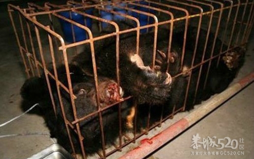 活熊取胆，恐怖（转贴）766 / 作者:骗子 / 帖子ID:9553