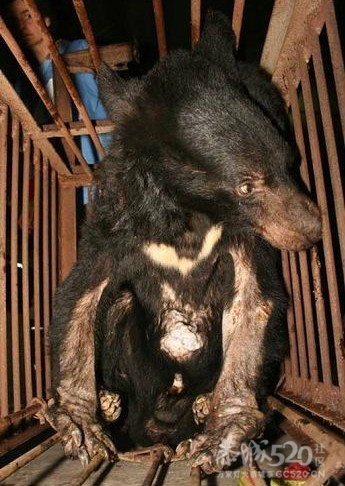 活熊取胆，恐怖（转贴）769 / 作者:骗子 / 帖子ID:9553