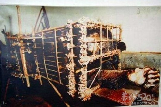 活熊取胆，恐怖（转贴）901 / 作者:骗子 / 帖子ID:9553