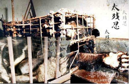 活熊取胆，恐怖（转贴）628 / 作者:骗子 / 帖子ID:9553