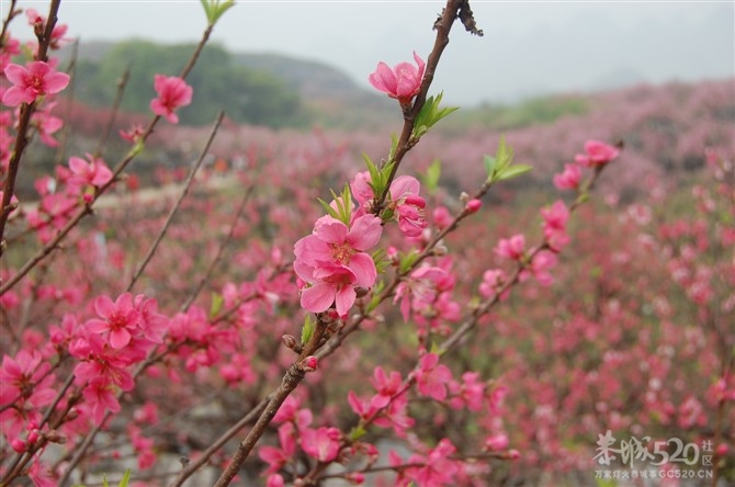 桃花朵朵开302 / 作者:小二 / 帖子ID:9565