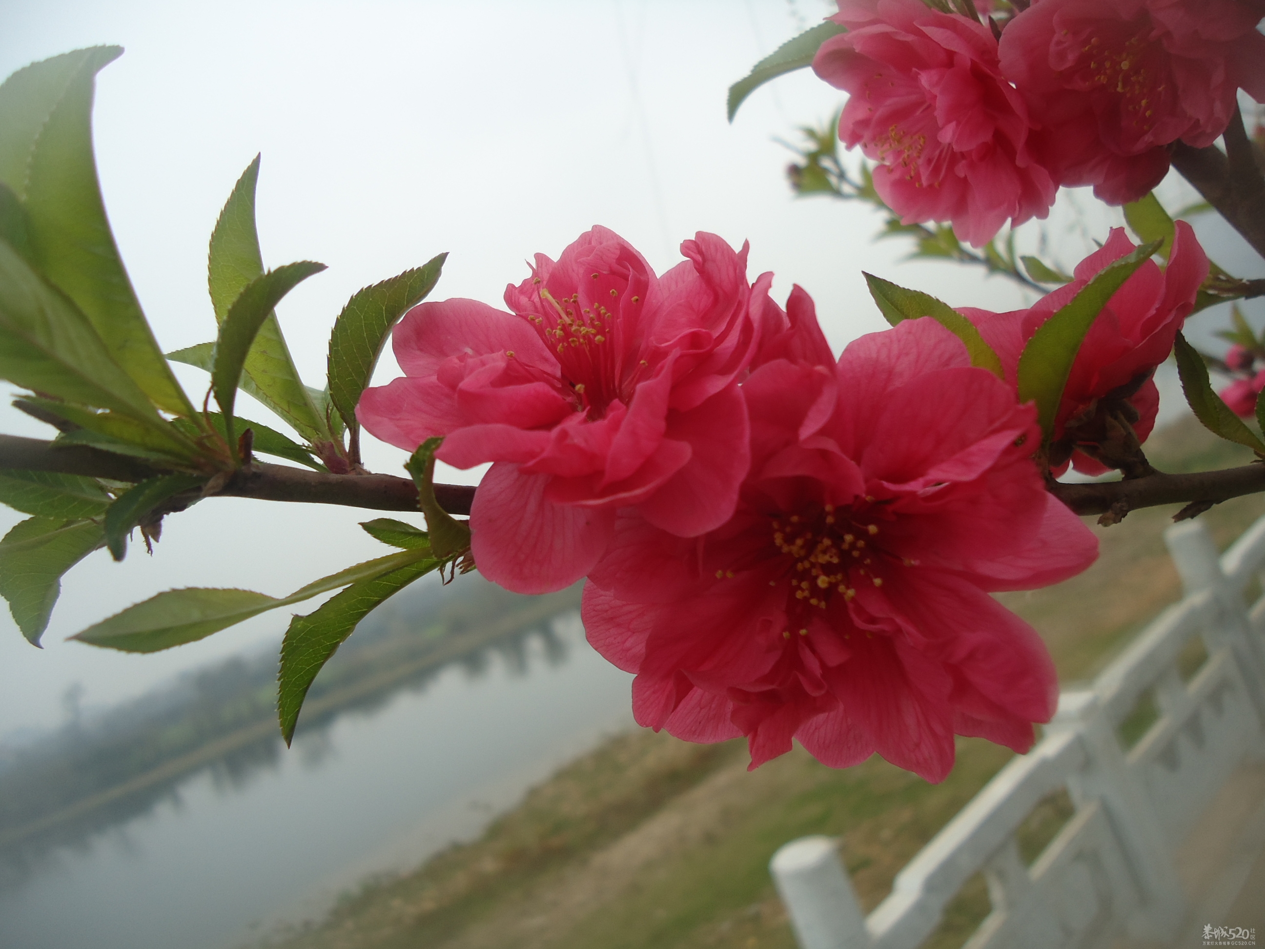 桃花朵朵开442 / 作者:小二 / 帖子ID:9565
