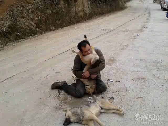 惊现偷狗贼201 / 作者:这辈孖〆给她 / 帖子ID:9717