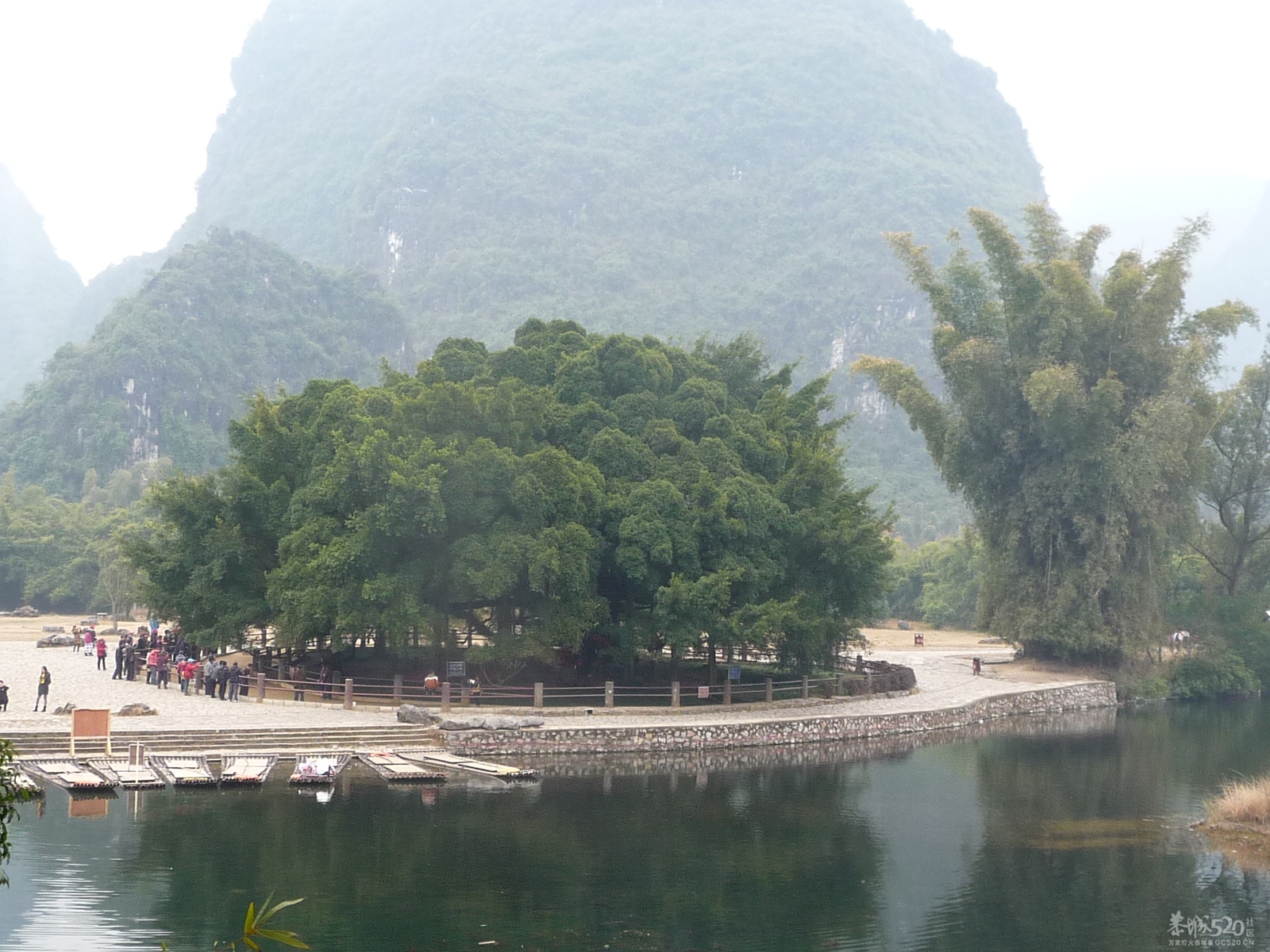 阳溯大榕树2012年2月12日790 / 作者:我不懂你 / 帖子ID:9961