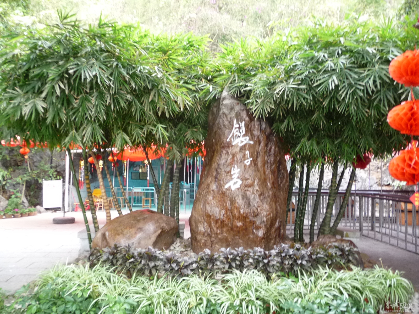 阳溯大榕树2012年2月12日885 / 作者:我不懂你 / 帖子ID:9961