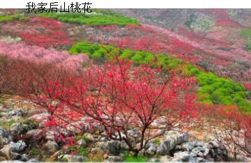 2012第十届桂林恭城桃花节活动方案【更新】971 / 作者:我不懂你 / 帖子ID:9541