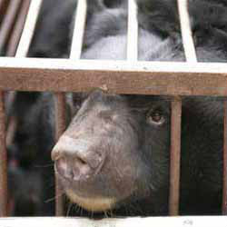 中药协再回应：活熊抽胆汁像开自来水，抽完甚至很舒服（转贴）227 / 作者:骗子 / 帖子ID:9995