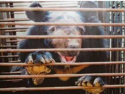 中药协再回应：活熊抽胆汁像开自来水，抽完甚至很舒服（转贴）715 / 作者:骗子 / 帖子ID:9995