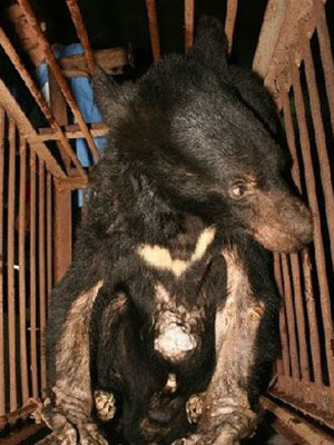 中药协再回应：活熊抽胆汁像开自来水，抽完甚至很舒服（转贴）672 / 作者:骗子 / 帖子ID:9995