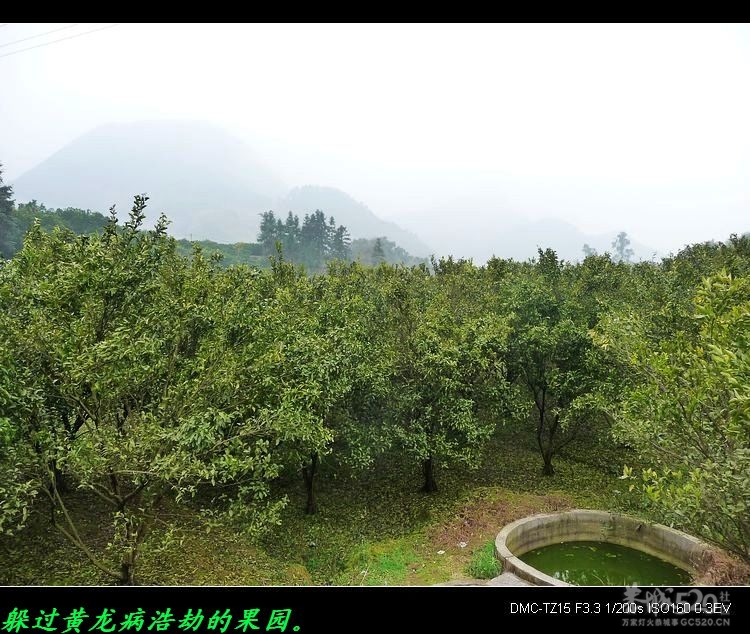 烟雨中的瑶乡。559 / 作者:平安大叔 / 帖子ID:10251