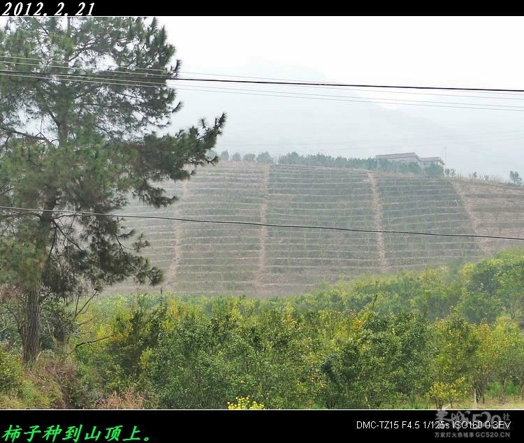 烟雨中的瑶乡。992 / 作者:平安大叔 / 帖子ID:10251