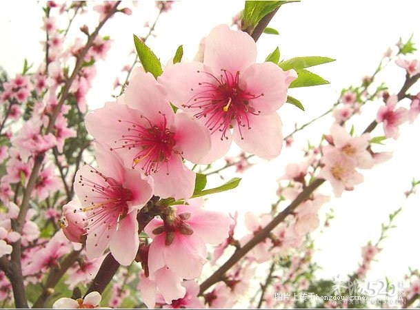 2012年第十届恭城桃花节旅游线路《一》420 / 作者:翠峰紫阳 / 帖子ID:10406