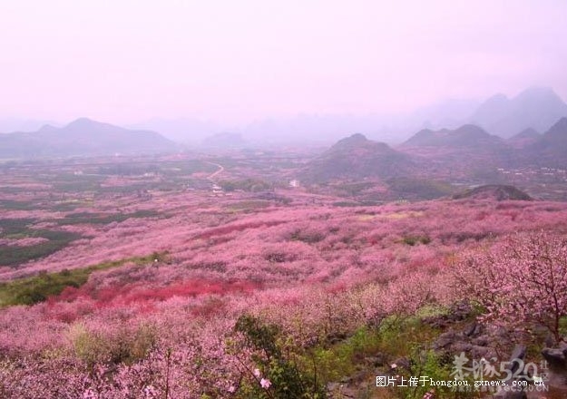 2012年第十届恭城桃花节旅游线路《一》974 / 作者:翠峰紫阳 / 帖子ID:10406