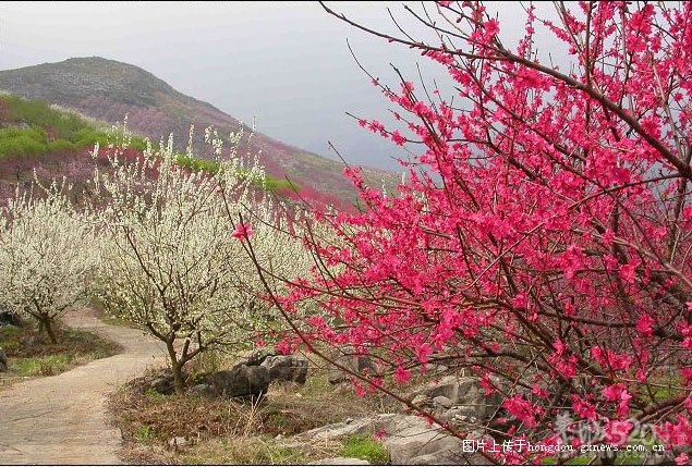 2012年第十届恭城桃花节旅游线路《一》660 / 作者:翠峰紫阳 / 帖子ID:10406