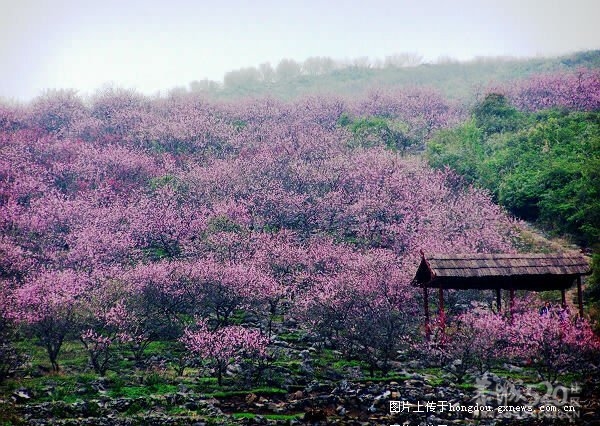 2012年第十届恭城桃花节旅游线路《一》652 / 作者:翠峰紫阳 / 帖子ID:10406