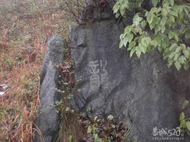 千家峒964 / 作者:金网 / 帖子ID:10419