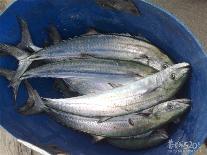 原来有轮子的船才喊做轮船66 / 作者:恋上背叛 / 帖子ID:10434