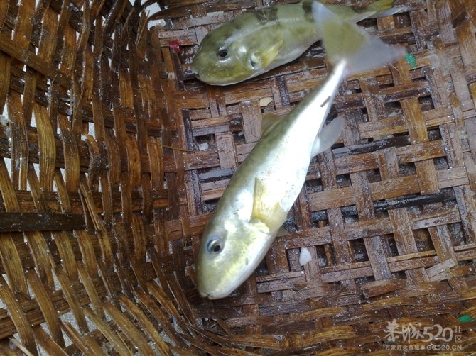 原来有轮子的船才喊做轮船431 / 作者:恋上背叛 / 帖子ID:10434