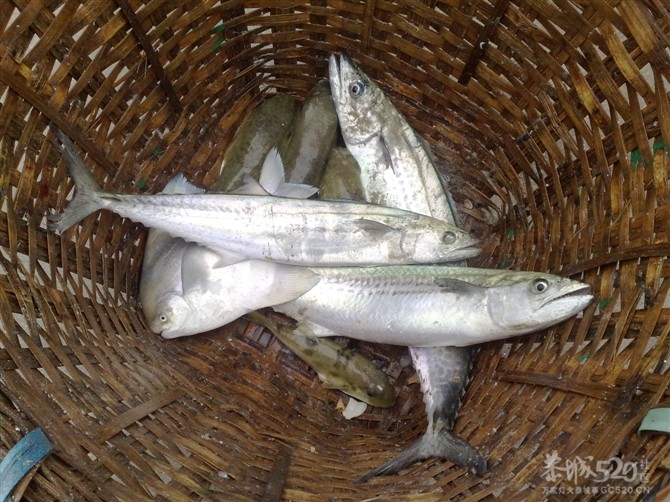 原来有轮子的船才喊做轮船196 / 作者:恋上背叛 / 帖子ID:10434