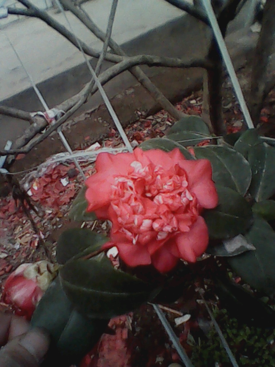 我家的茶花110 / 作者:137222475 / 帖子ID:10724