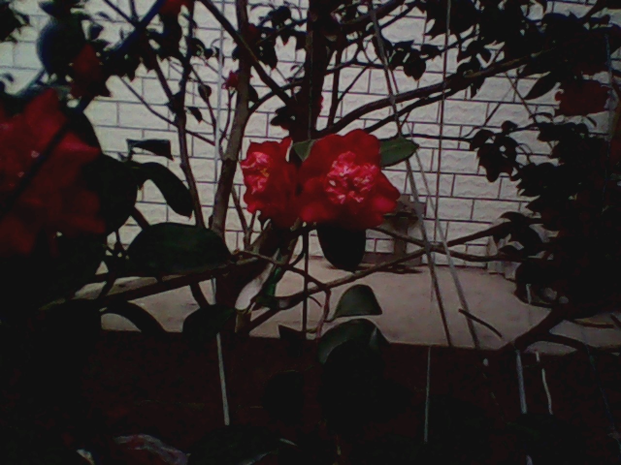 我家的茶花108 / 作者:137222475 / 帖子ID:10724