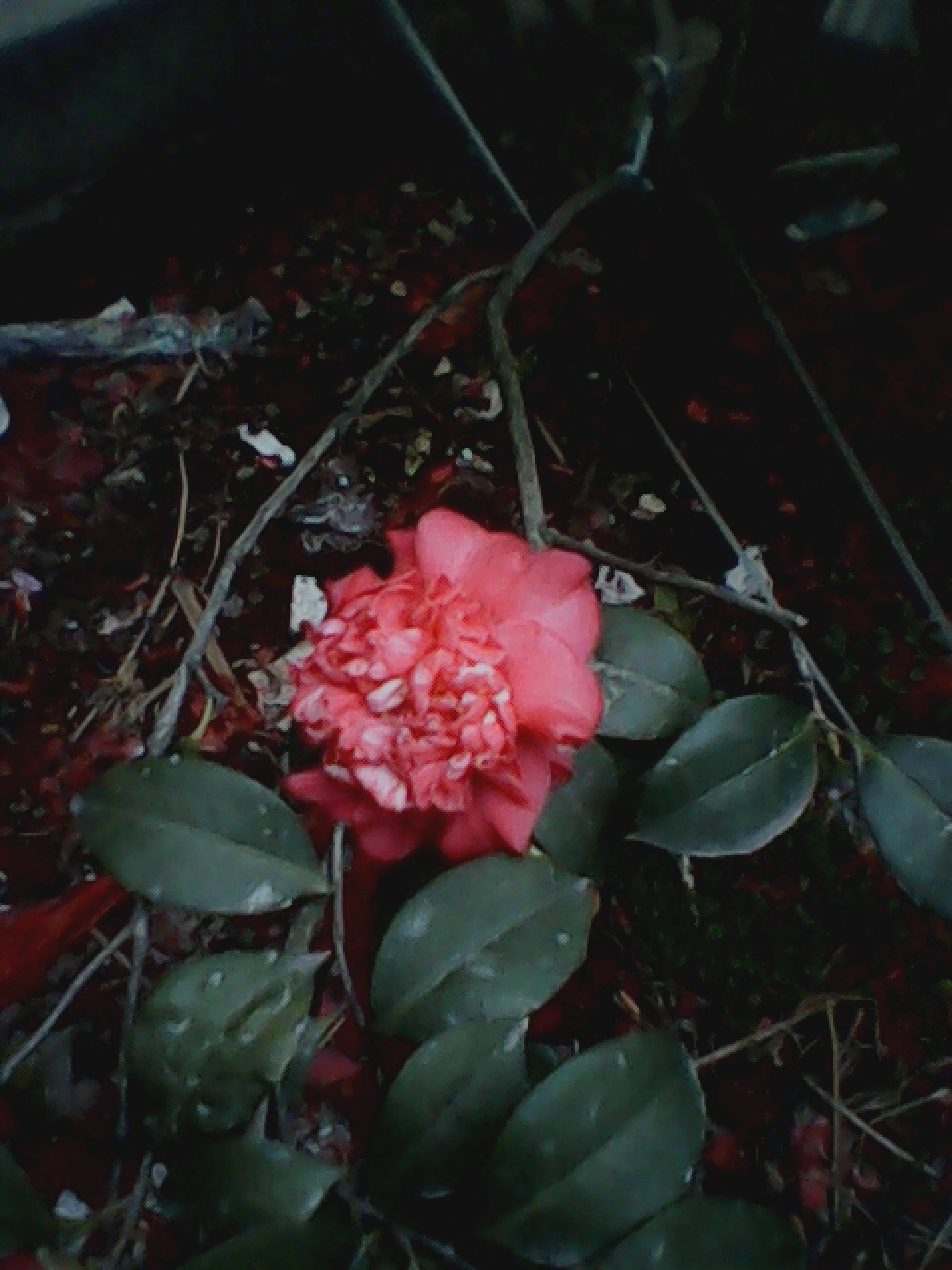 我家的茶花722 / 作者:137222475 / 帖子ID:10724