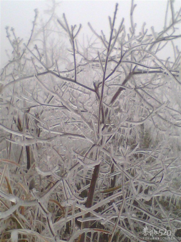 很巧合碰见了冰天雪地、599 / 作者:小骚 / 帖子ID:10809
