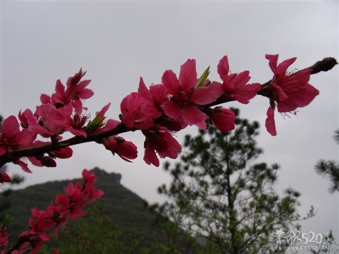 桃花节的PP11 / 作者:么么崽 / 帖子ID:10839