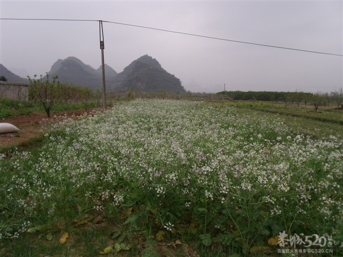 桃花节的PP657 / 作者:么么崽 / 帖子ID:10839