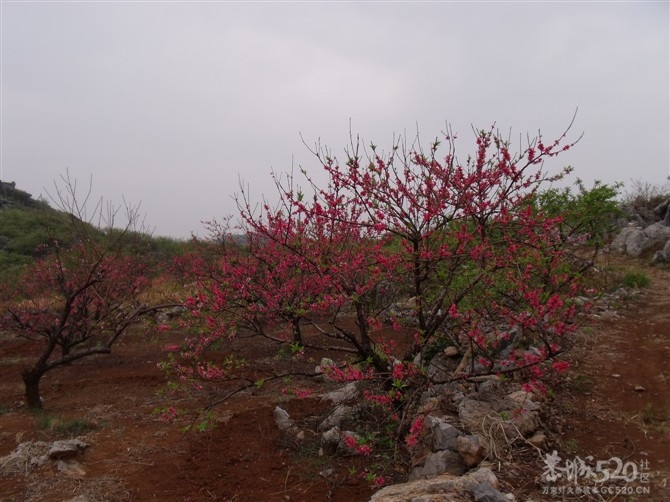 桃花节的PP833 / 作者:么么崽 / 帖子ID:10839