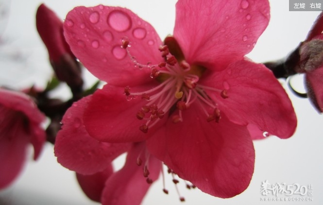 桃花节的PP44 / 作者:极速6688 / 帖子ID:10839