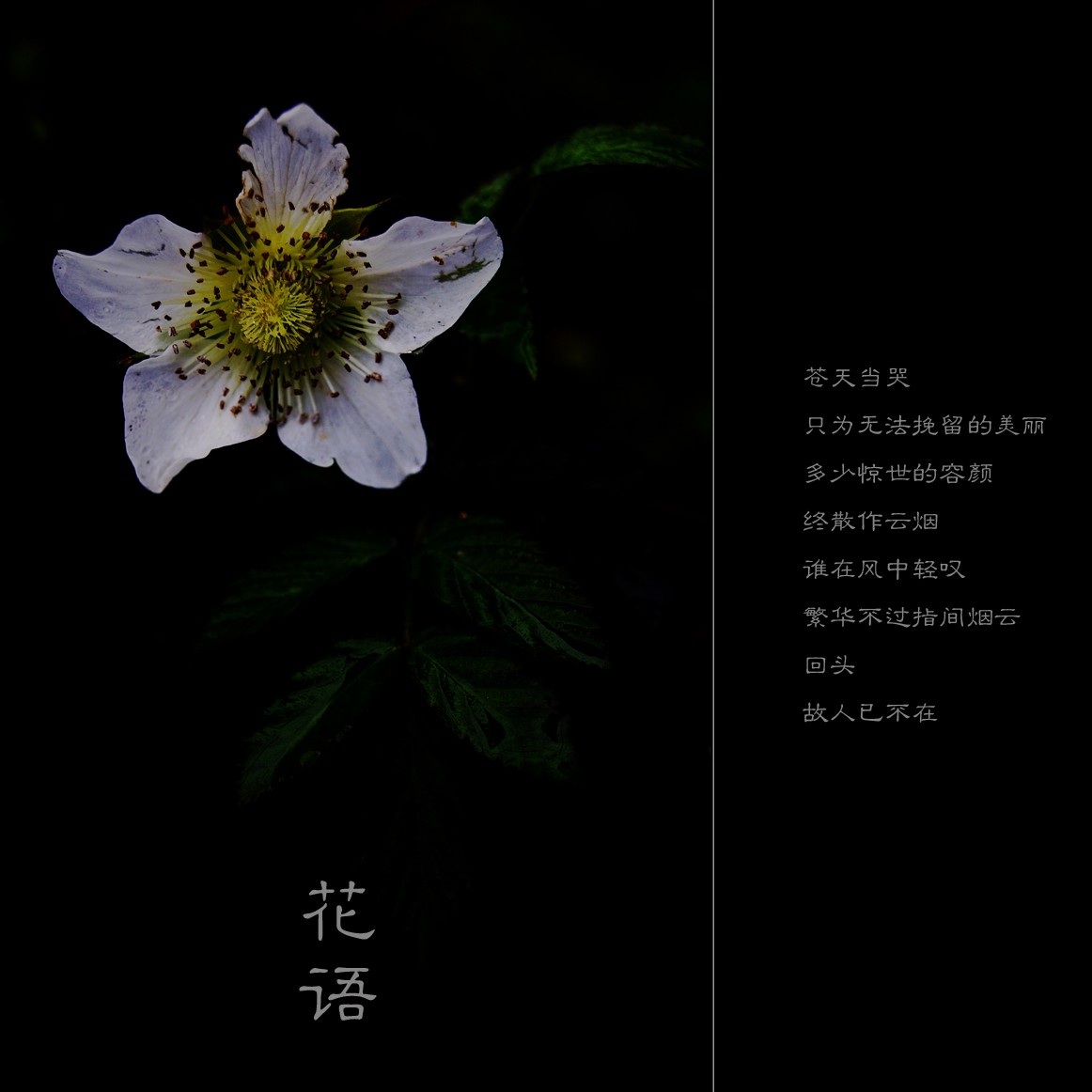花语975 / 作者:195 / 帖子ID:10869