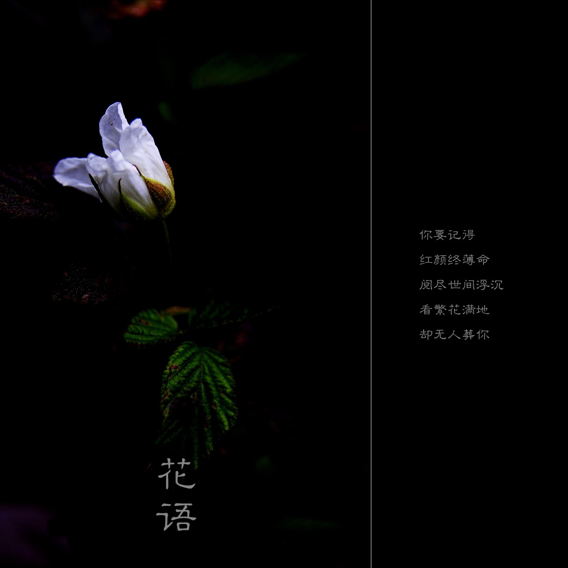 花语239 / 作者:195 / 帖子ID:10869