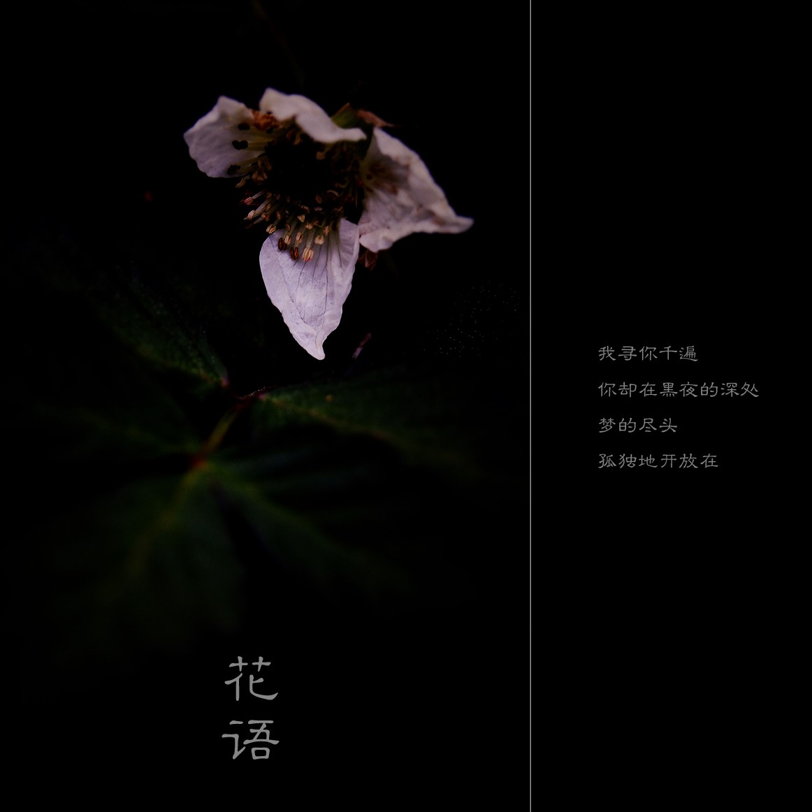 花语286 / 作者:195 / 帖子ID:10869