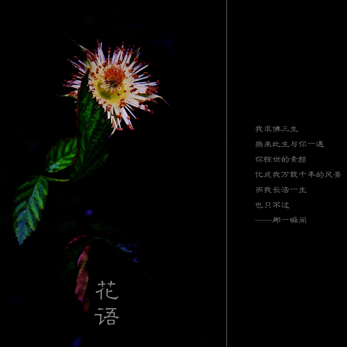 花语655 / 作者:195 / 帖子ID:10869