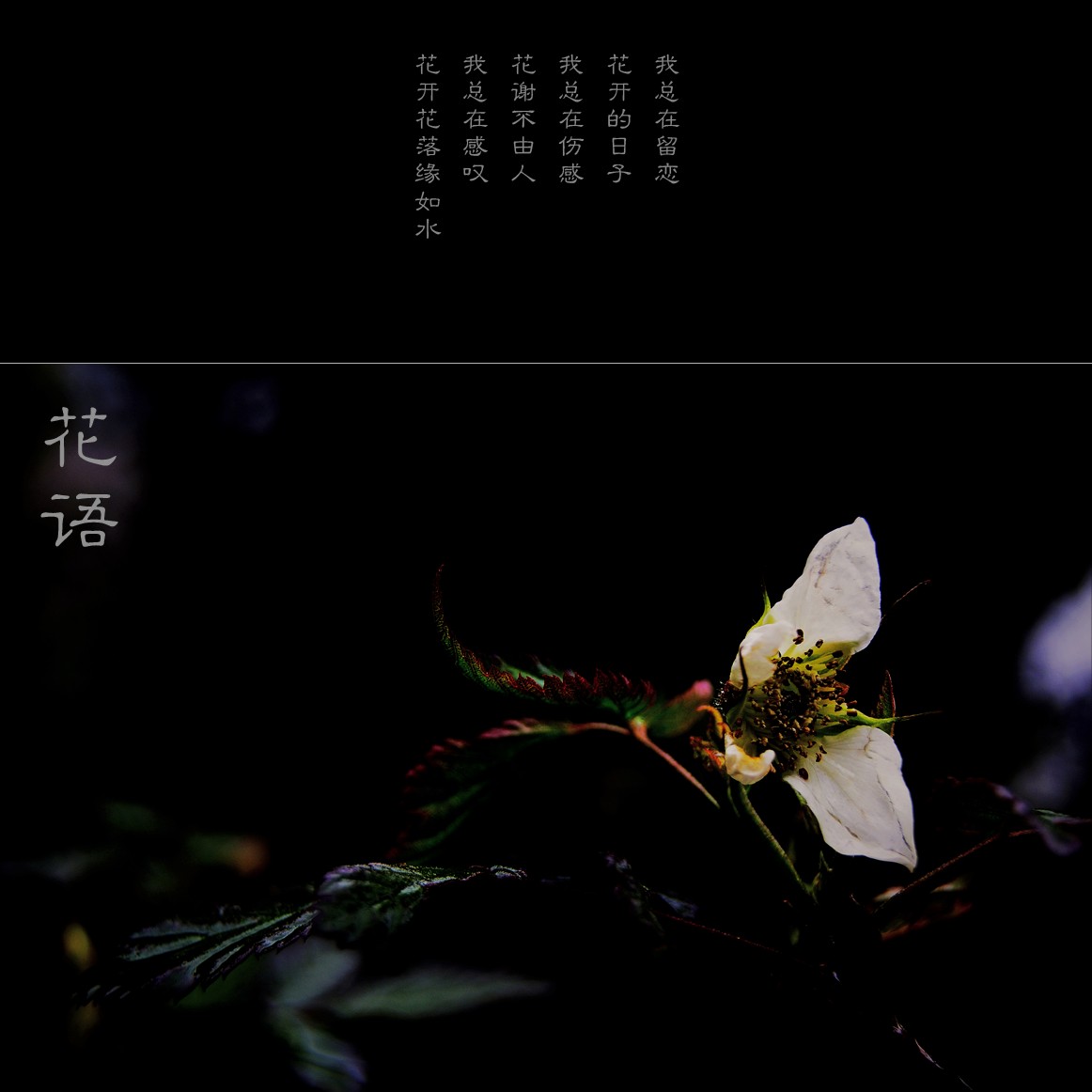 花语821 / 作者:195 / 帖子ID:10869